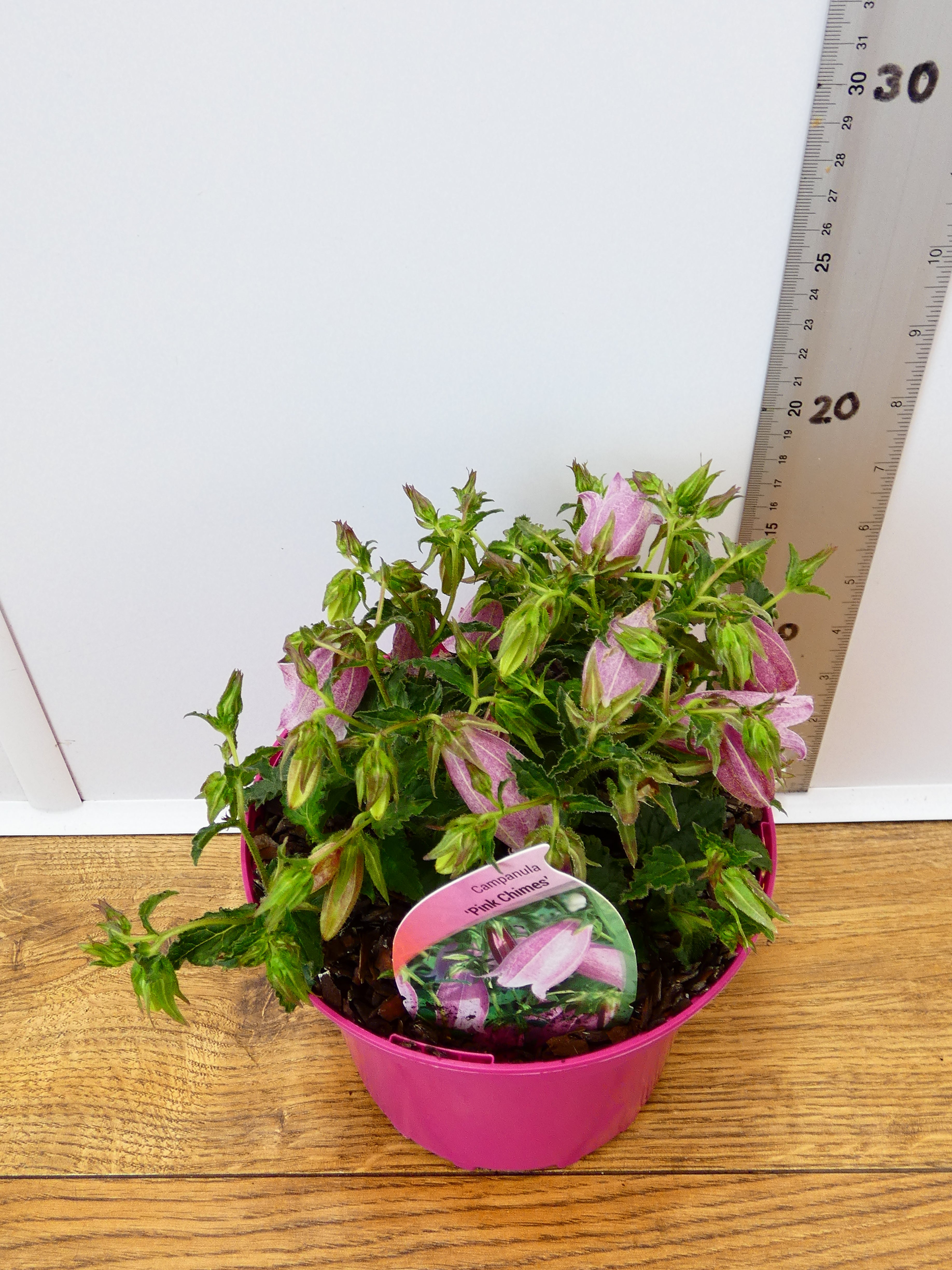 Campanula 'Pink Chimes' (2ltr)