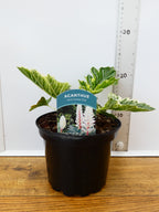 Acanthus 'Whitewater' (2ltr)