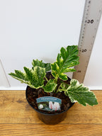 Acanthus 'Whitewater' (2ltr)
