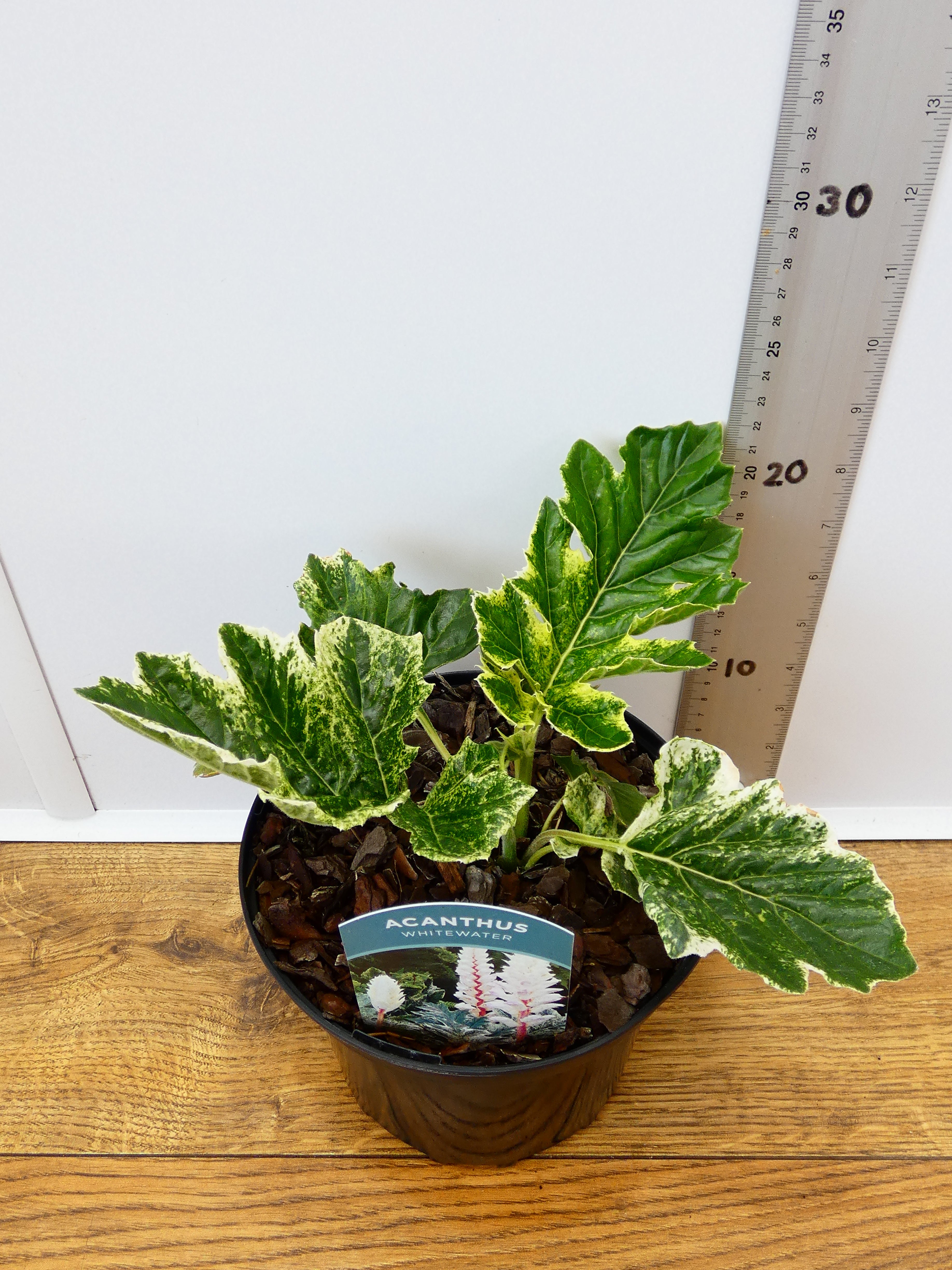 Acanthus 'Whitewater' (2ltr)