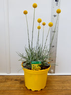 Craspedia 'Monolo' (2ltr)