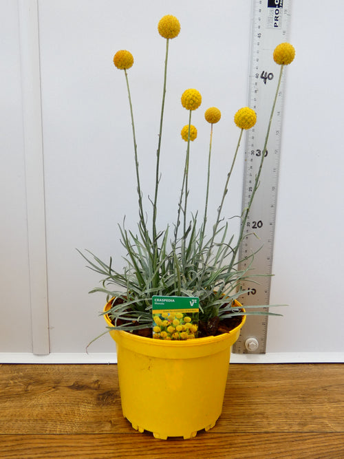 Craspedia 'Monolo' (2ltr)