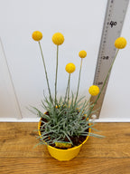 Craspedia 'Monolo' (2ltr)