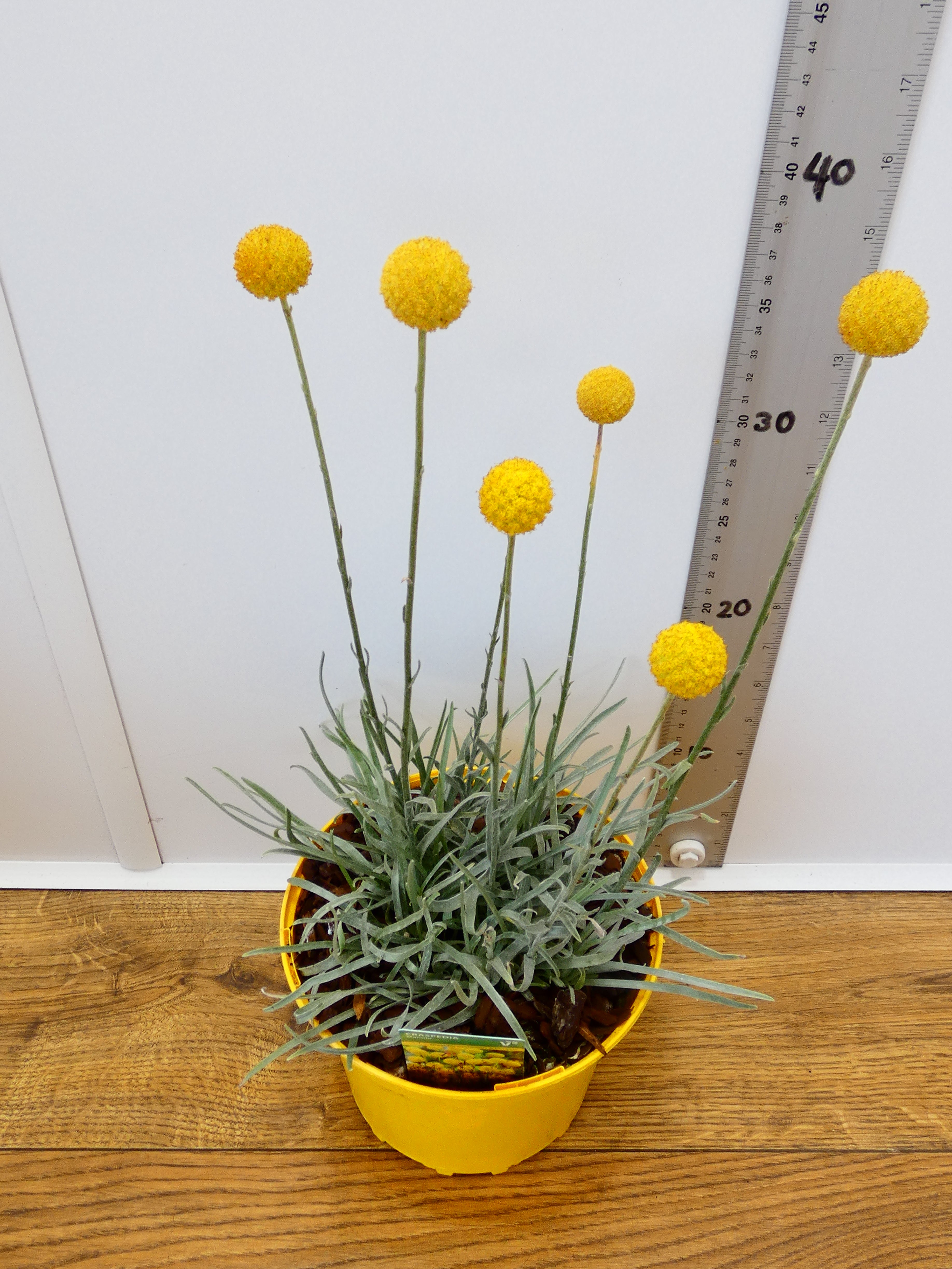 Craspedia 'Monolo' (2ltr)