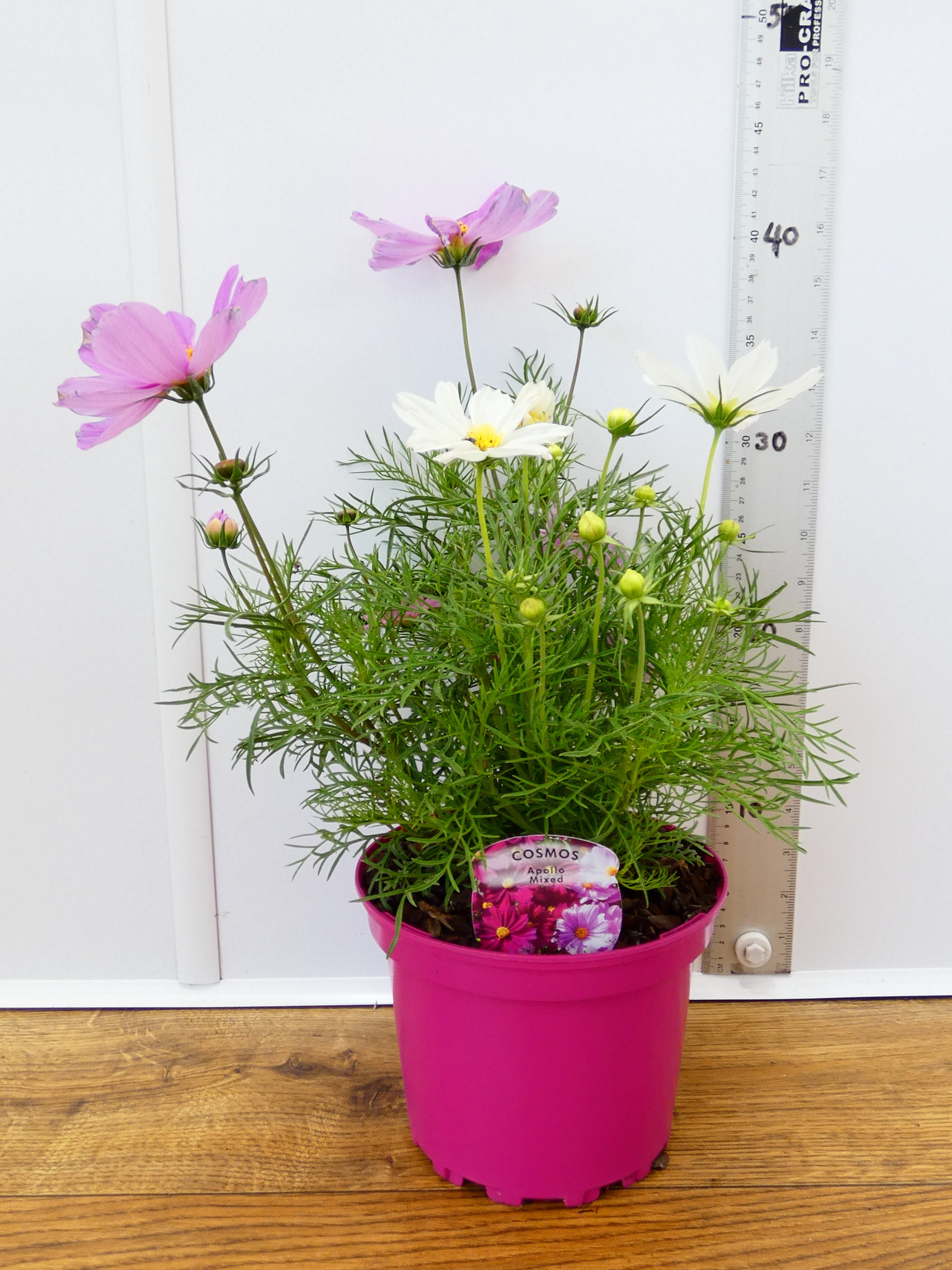 Cosmos 'Apollo Mixed' (2ltr)