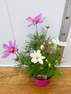 Cosmos 'Apollo Mixed' (2ltr)