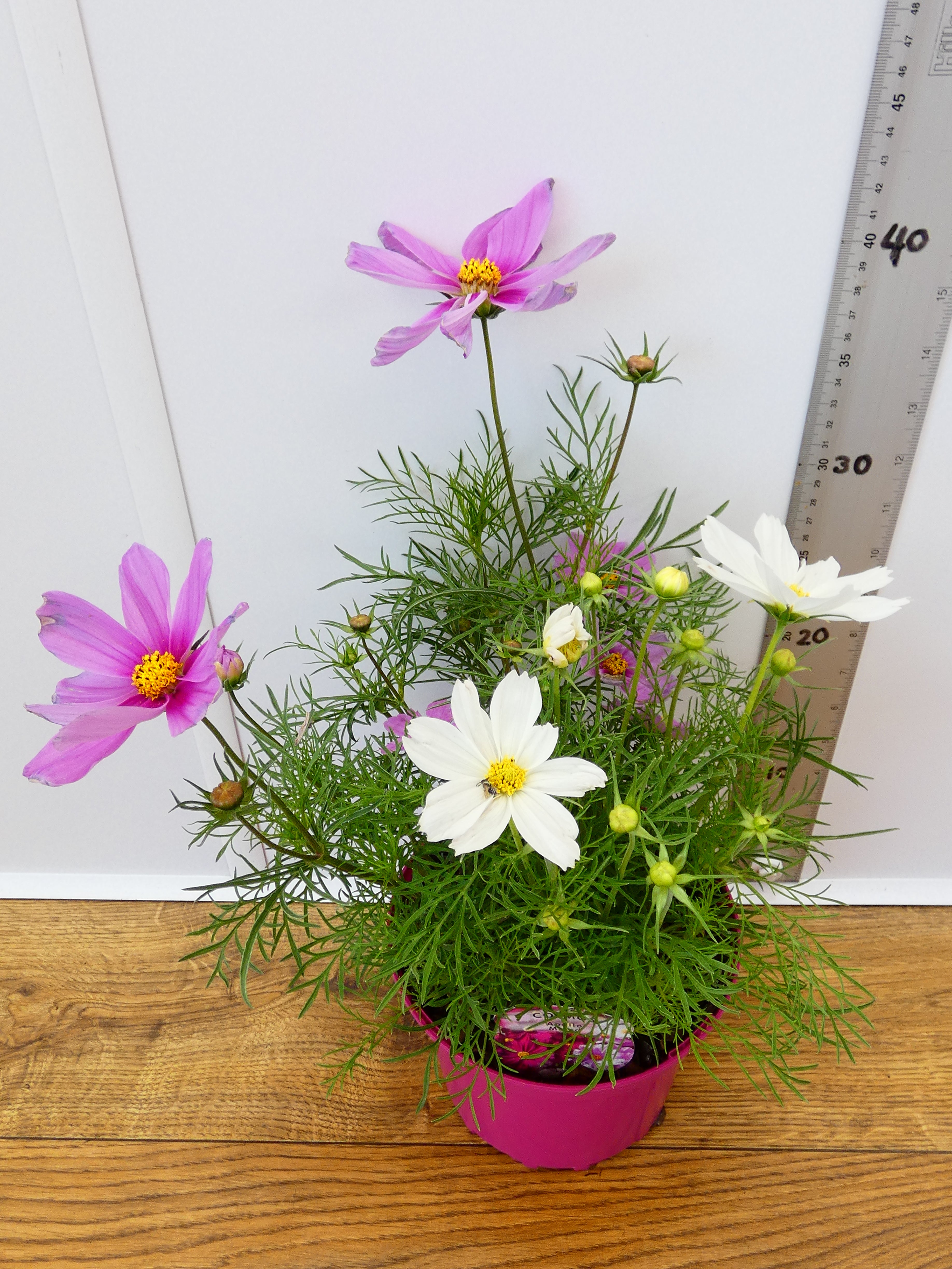 Cosmos 'Apollo Mixed' (2ltr)