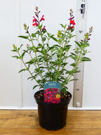 Salvia 'Radio Red' (2ltr)