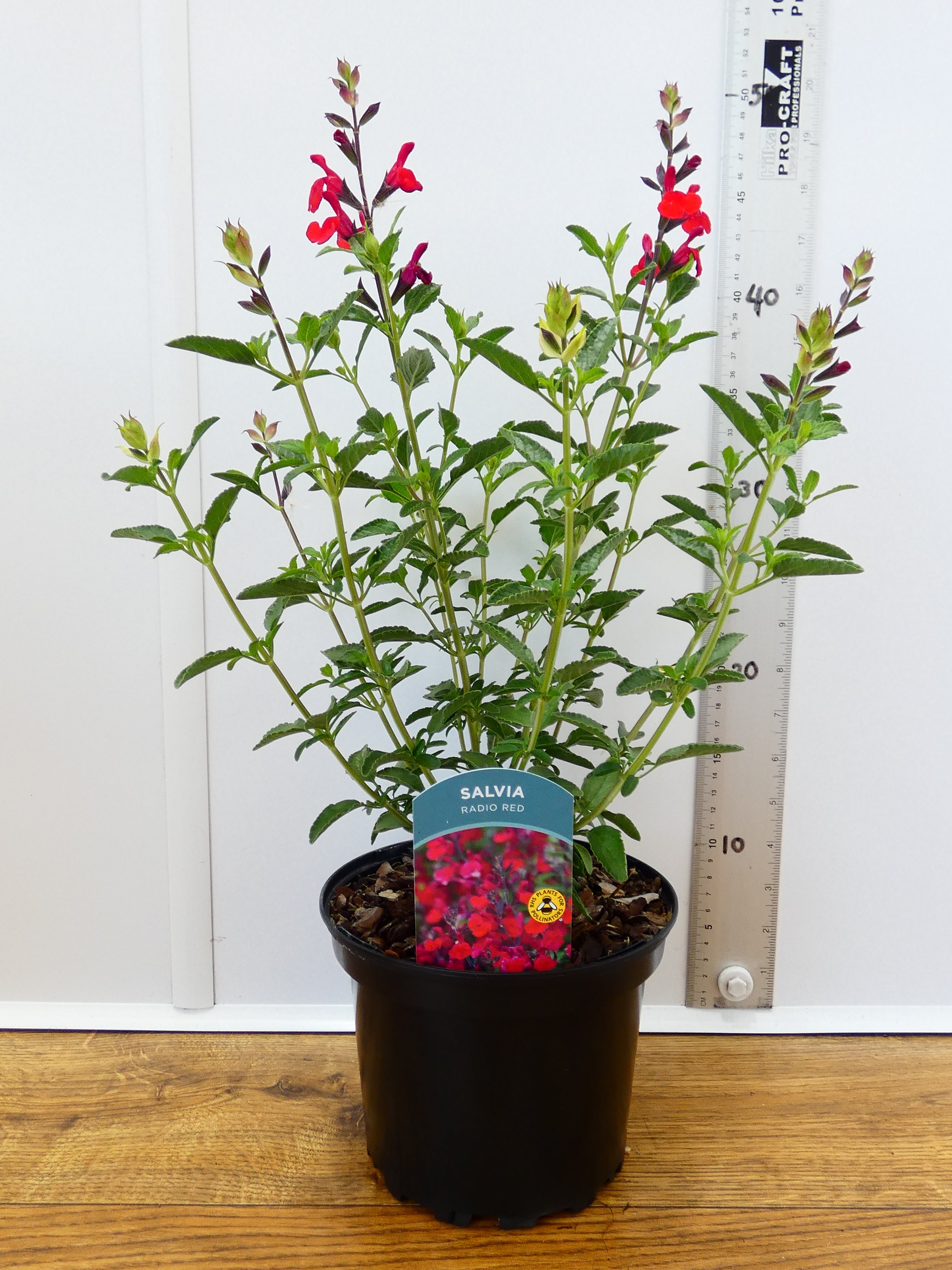 Salvia 'Radio Red' (2ltr)