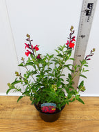 Salvia 'Radio Red' (2ltr)
