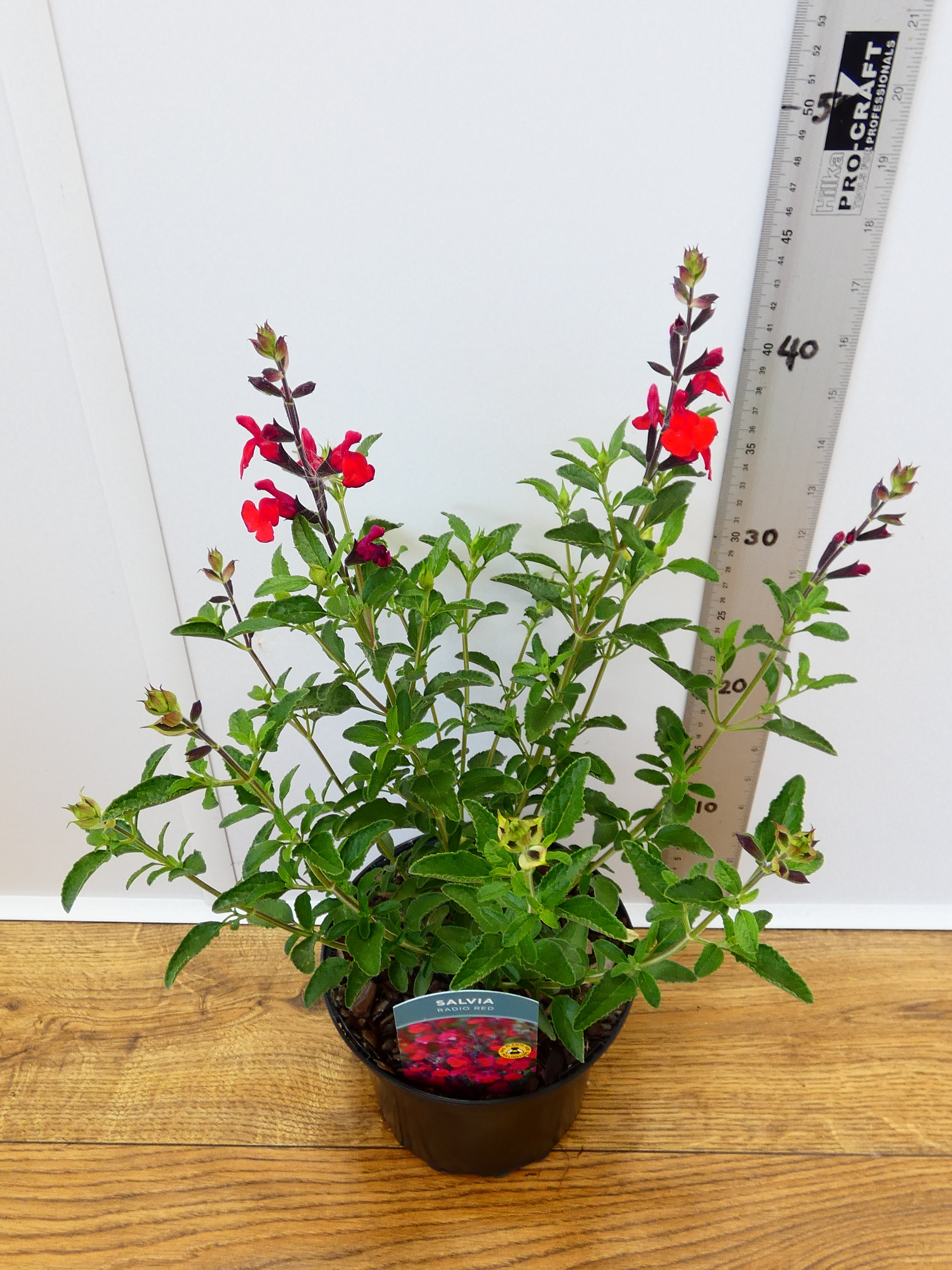 Salvia 'Radio Red' (2ltr)