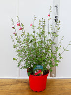 Salvia 'Hotlips' (2ltr)