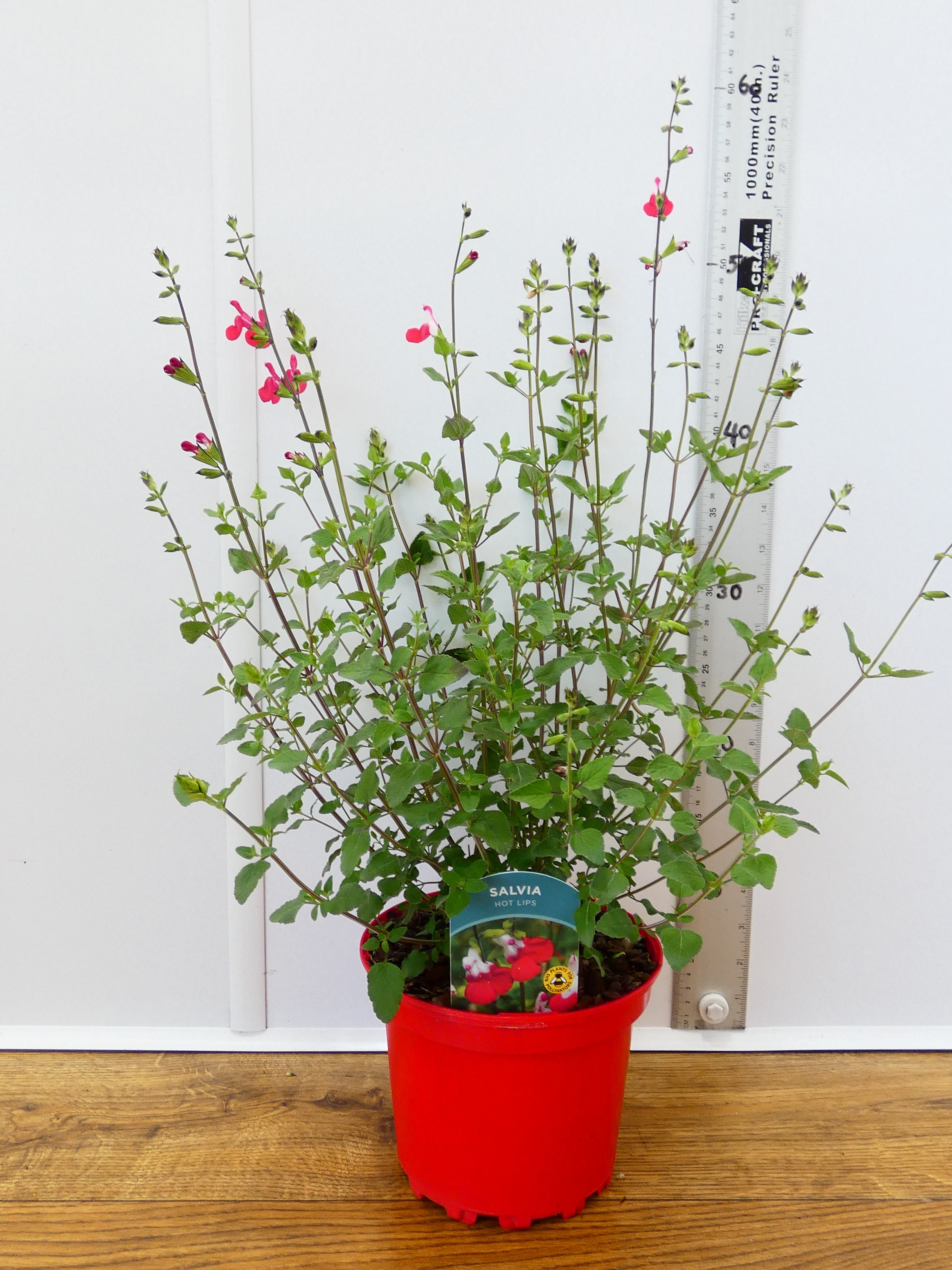 Salvia 'Hotlips' (2ltr)