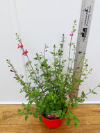 Salvia 'Hotlips' (2ltr)