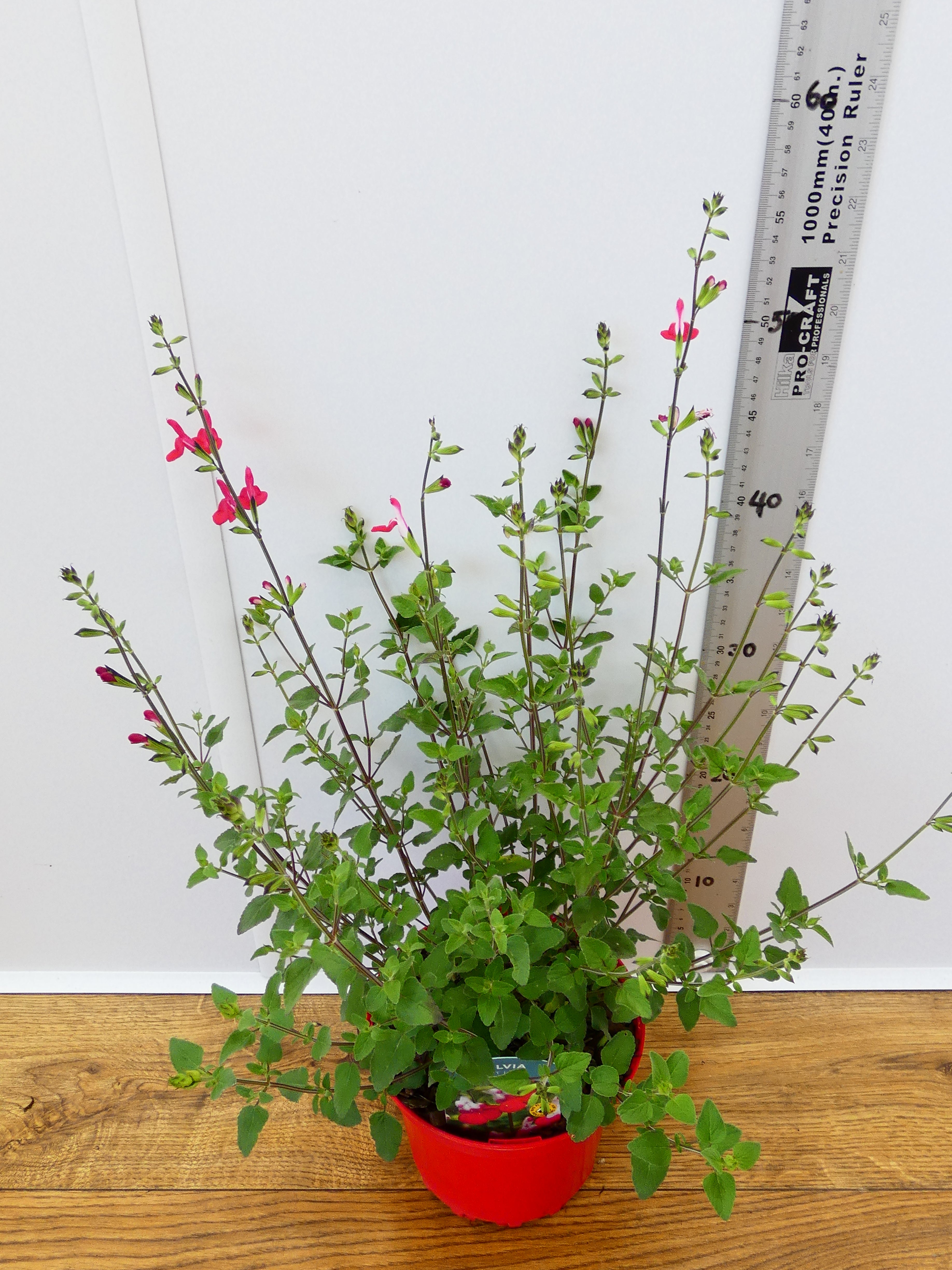 Salvia 'Hotlips' (2ltr)