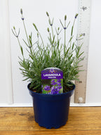 Lavandula ang. 'Hidcote' *British Grown (2ltr)