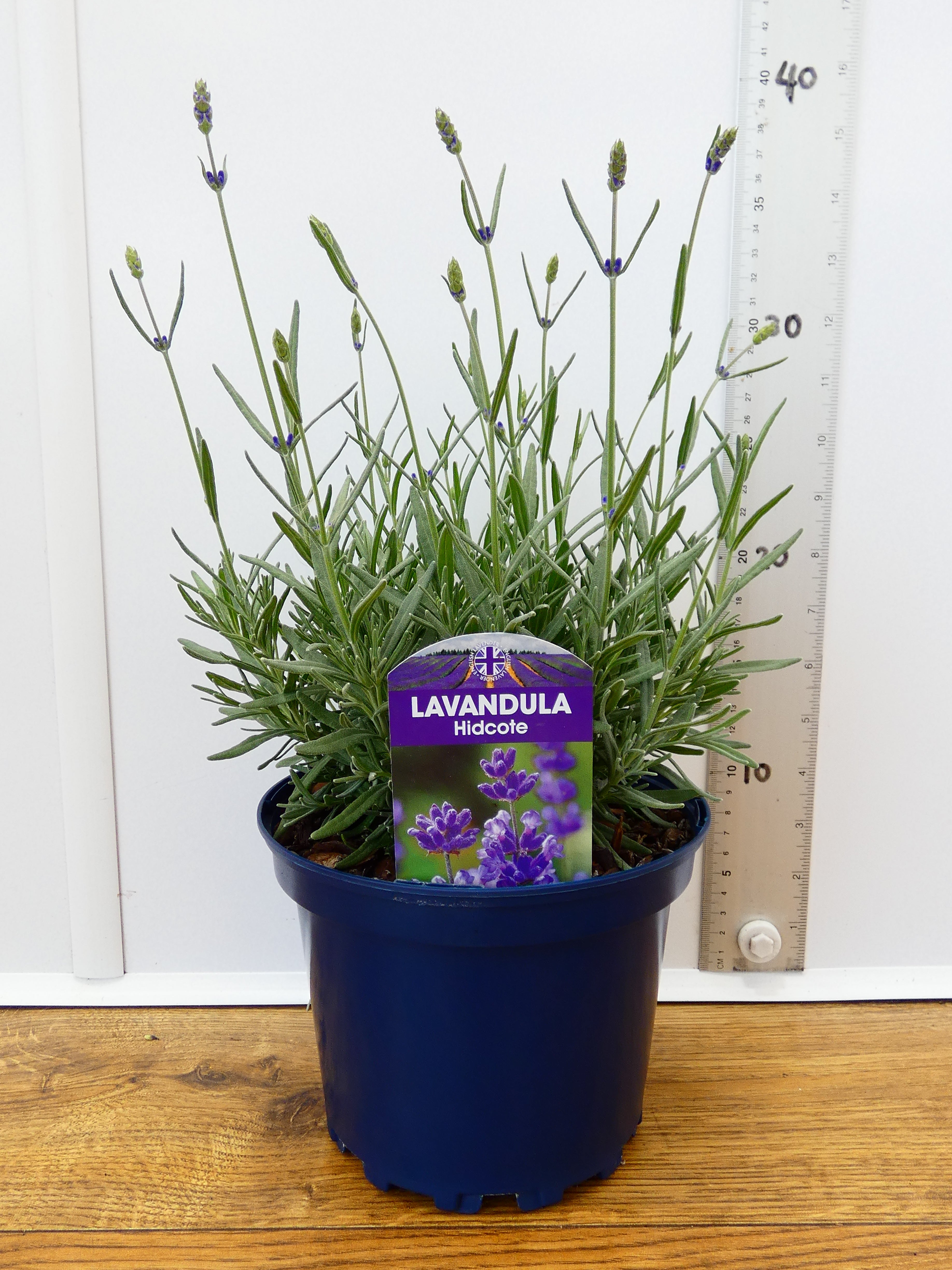 Lavandula ang. 'Hidcote' *British Grown (2ltr)