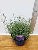 Lavandula ang. 'Hidcote' *British Grown (2ltr)