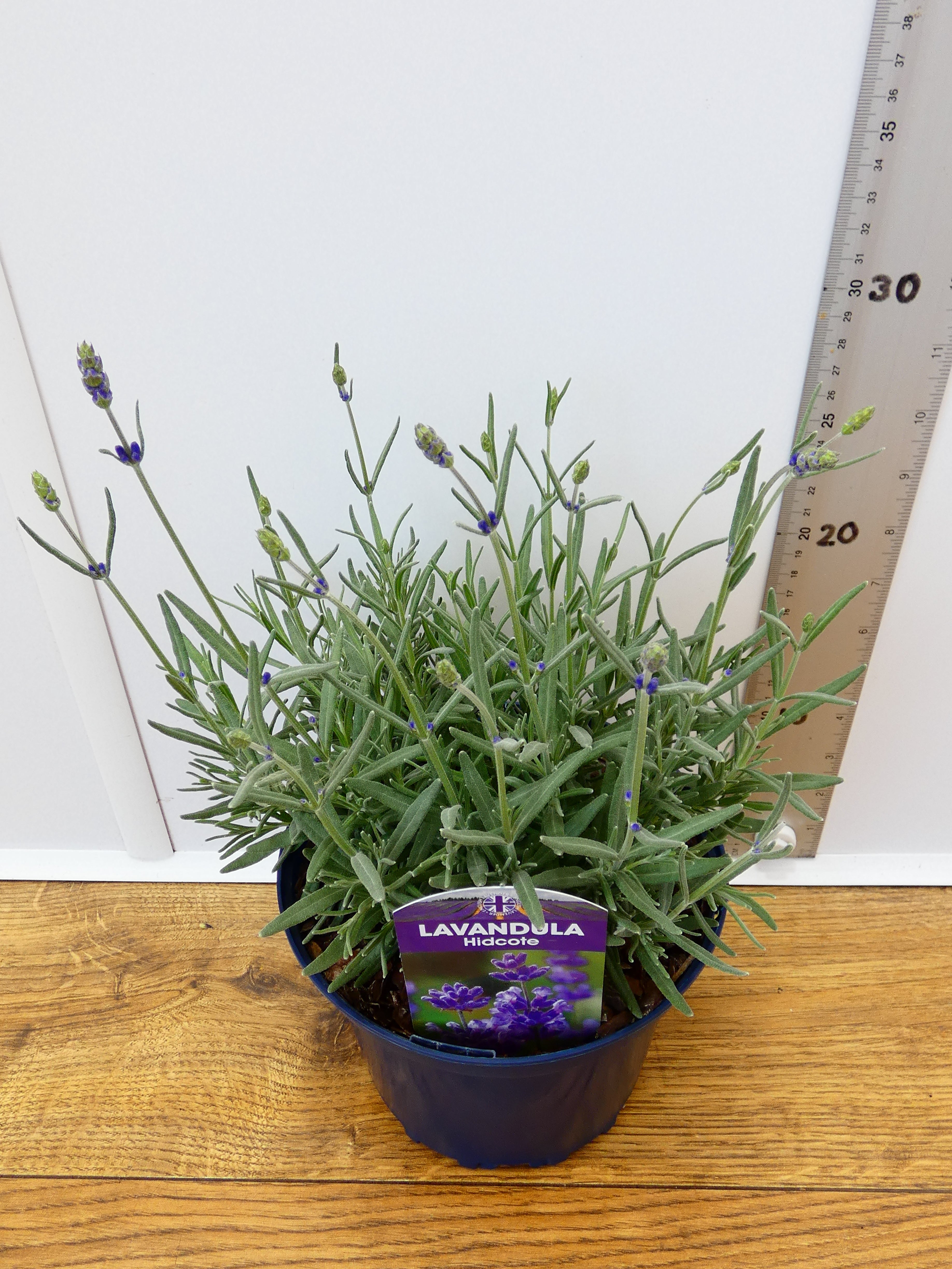 Lavandula ang. 'Hidcote' *British Grown (2ltr)
