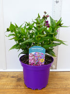 Penstemon Polaris 'Purple' (2ltr)