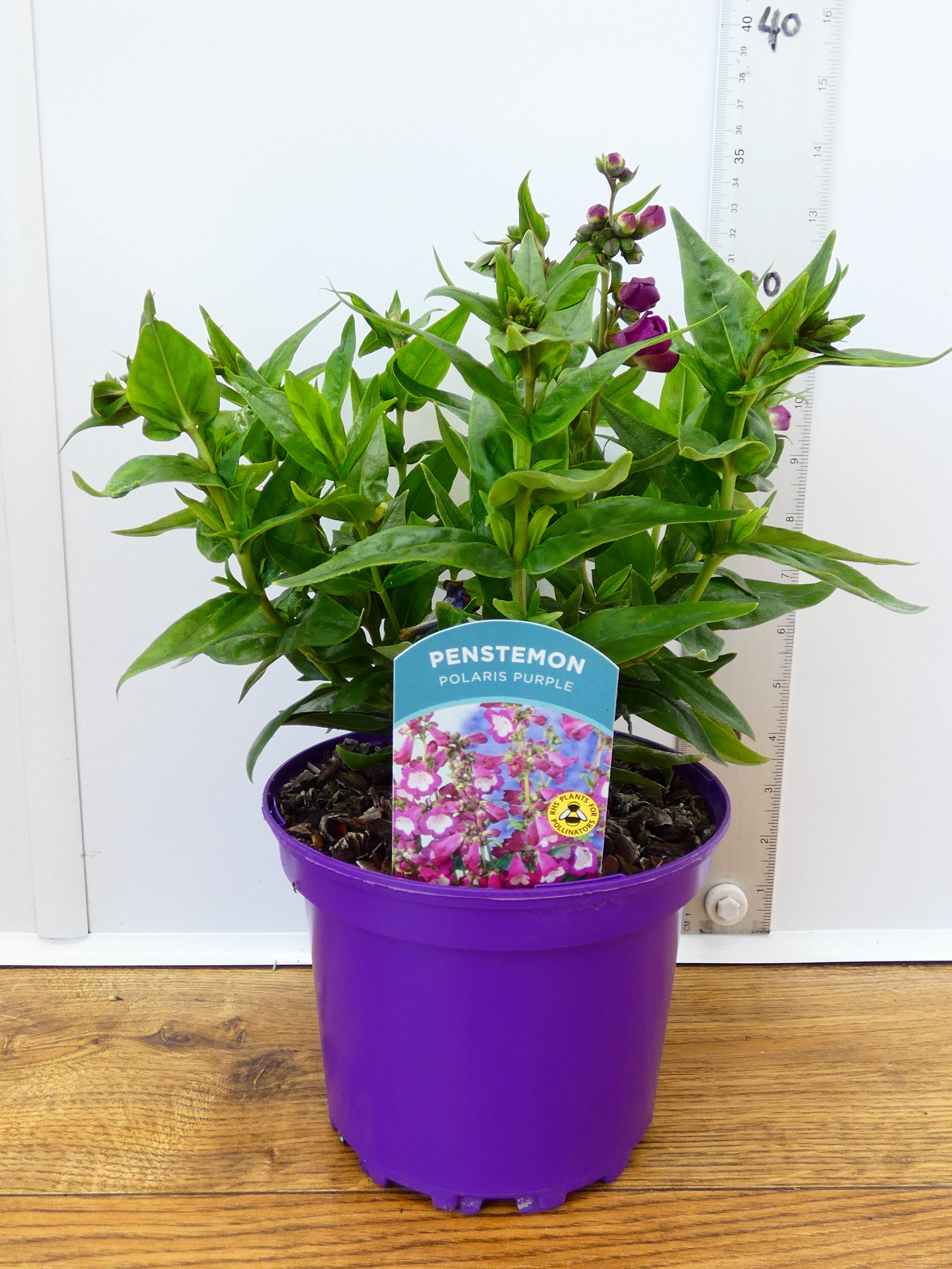 Penstemon Polaris 'Purple' (2ltr)