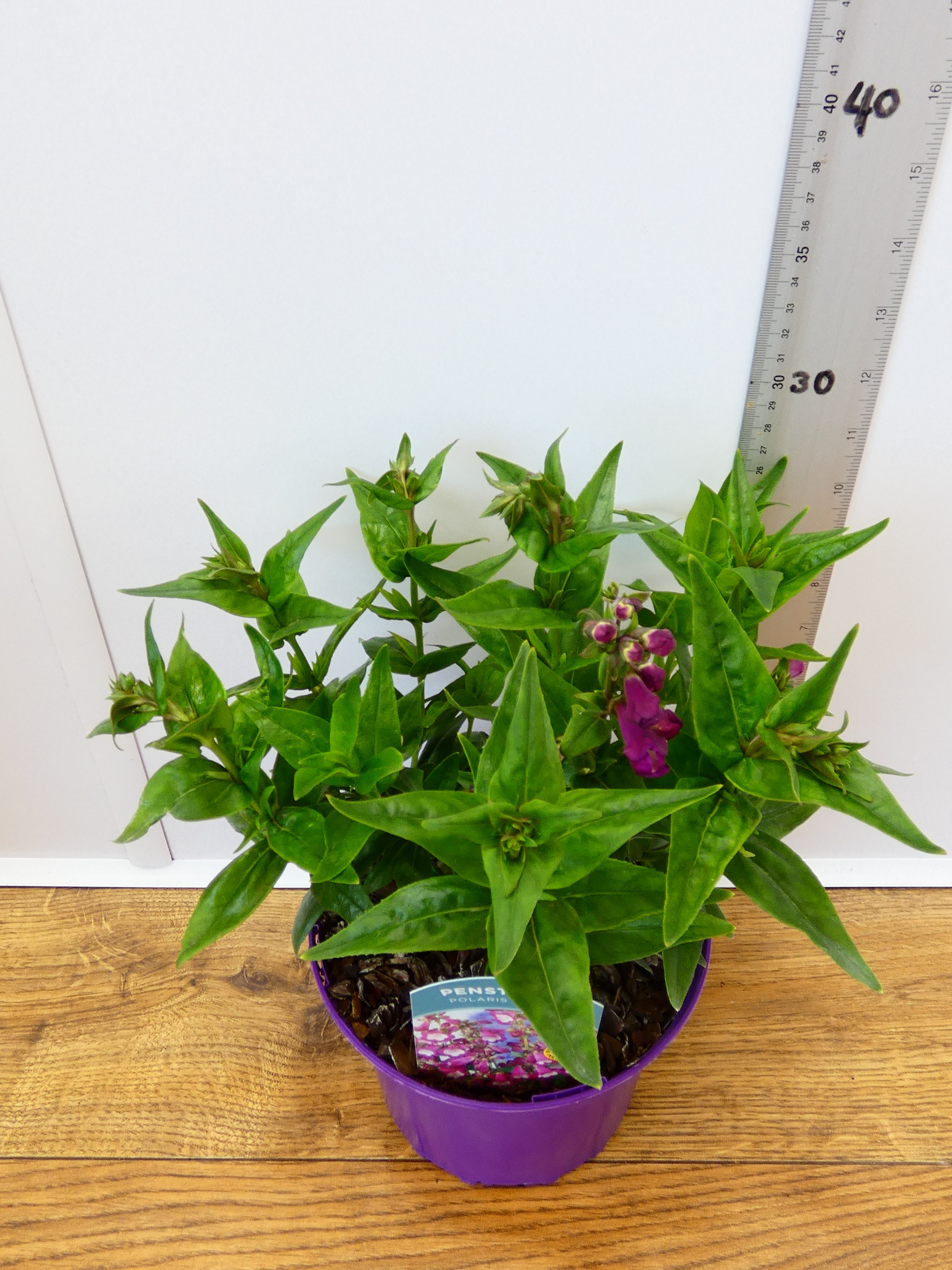 Penstemon Polaris 'Purple' (2ltr)