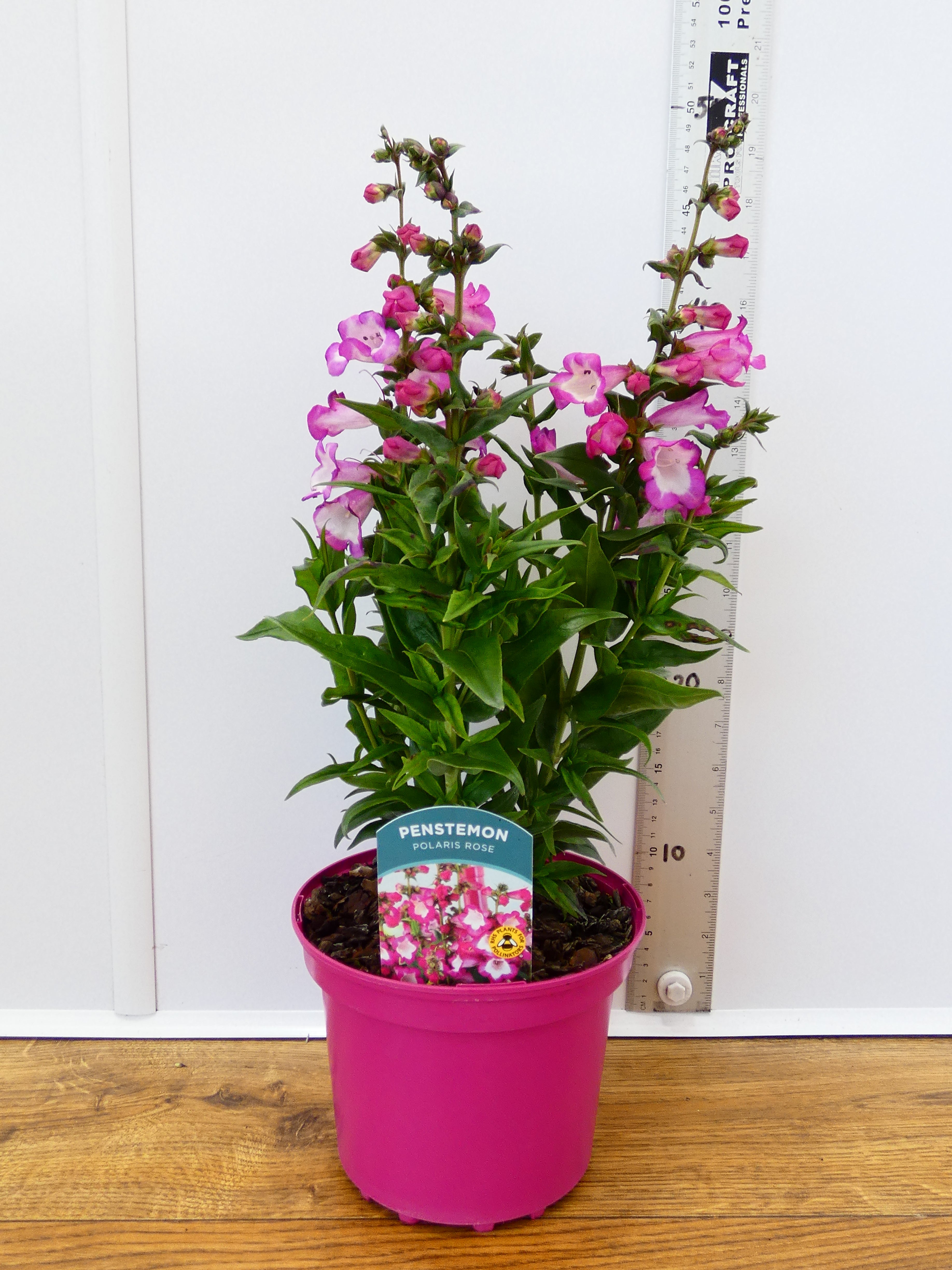 Penstemon Polaris 'Rose' (2ltr)