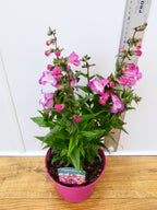 Penstemon Polaris 'Rose' (2ltr)