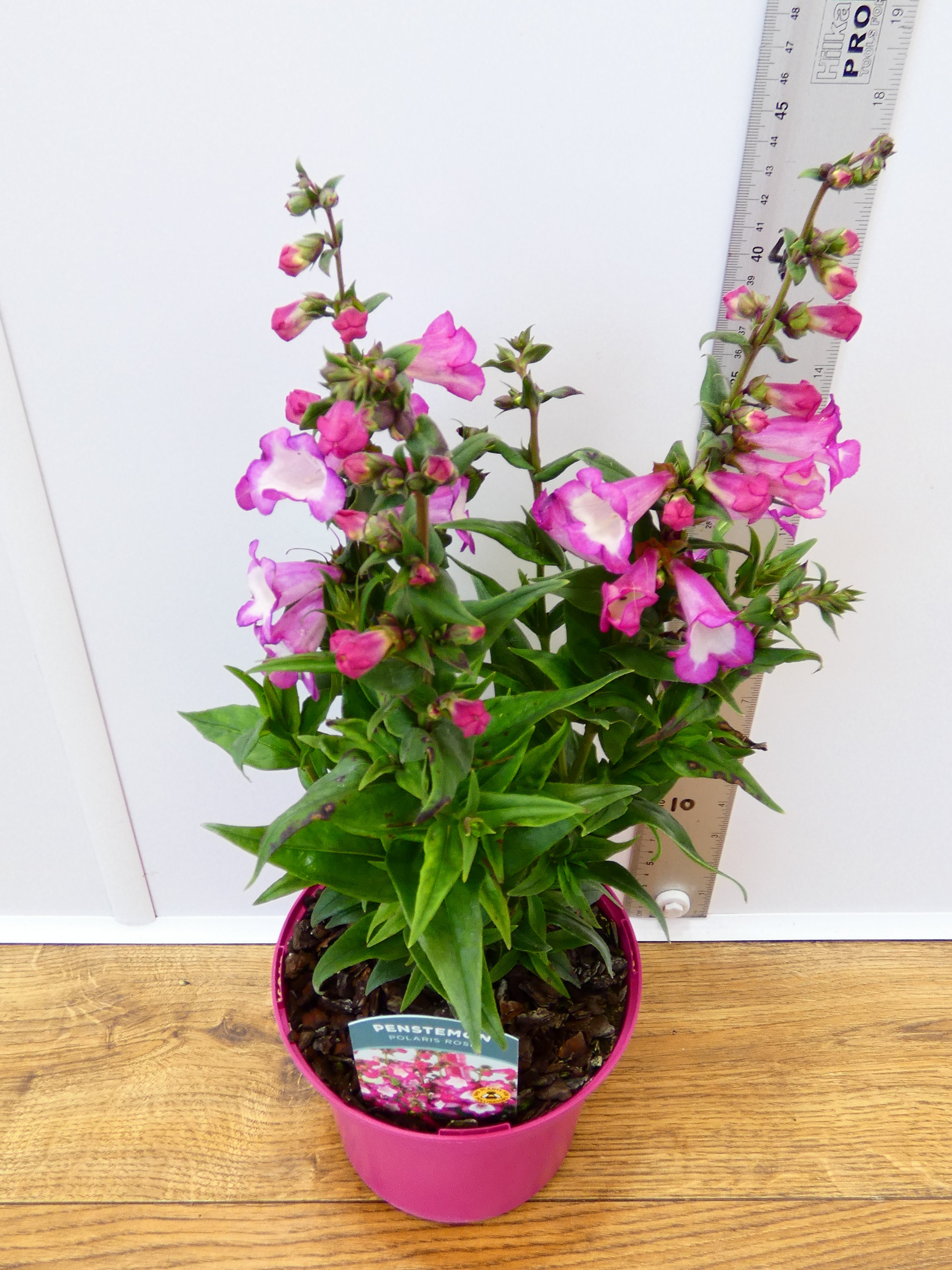 Penstemon Polaris 'Rose' (2ltr)