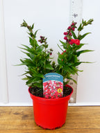 Penstemon Polaris 'Red' (2ltr)