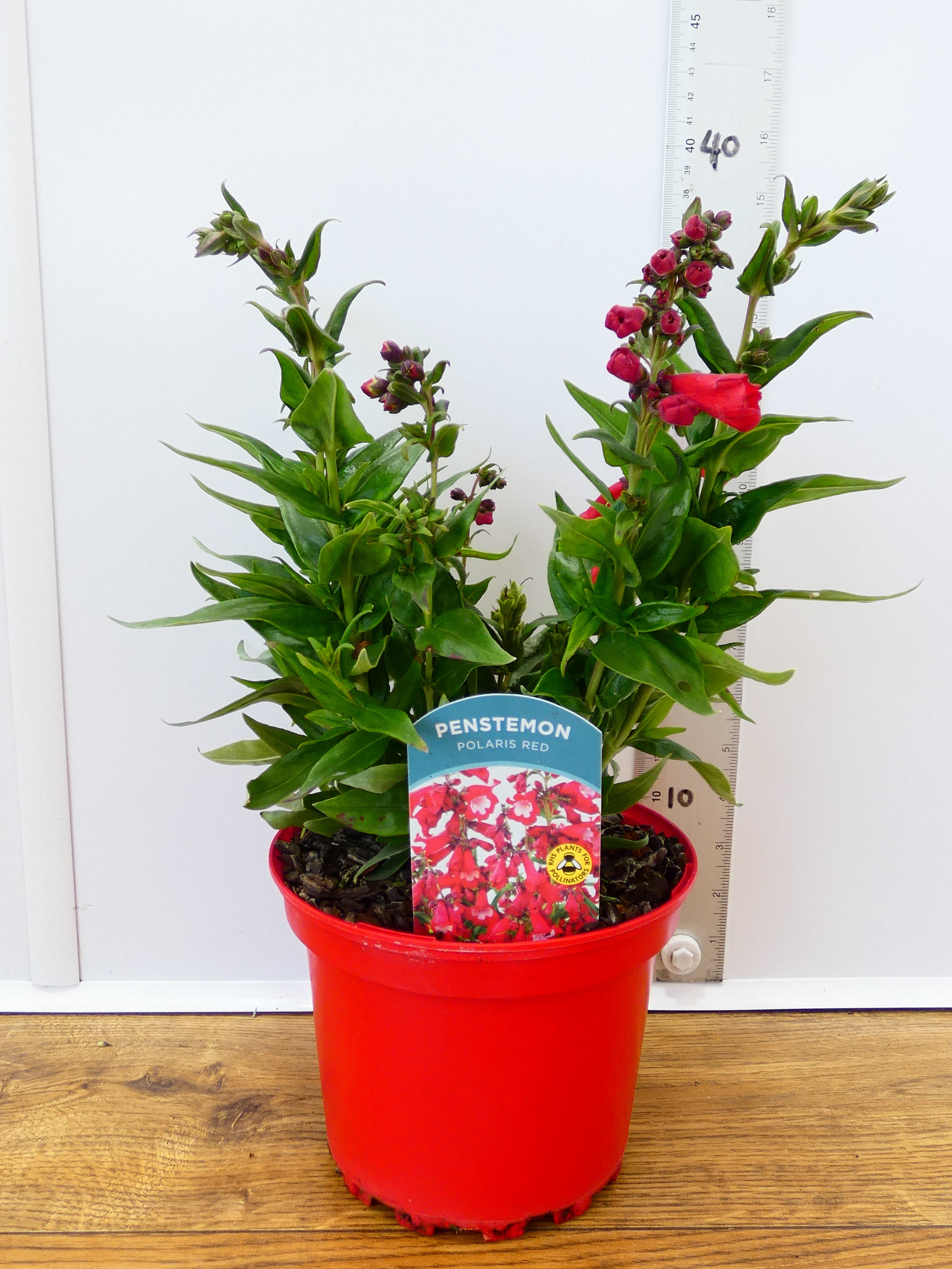 Penstemon Polaris 'Red' (2ltr)