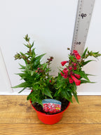 Penstemon Polaris 'Red' (2ltr)