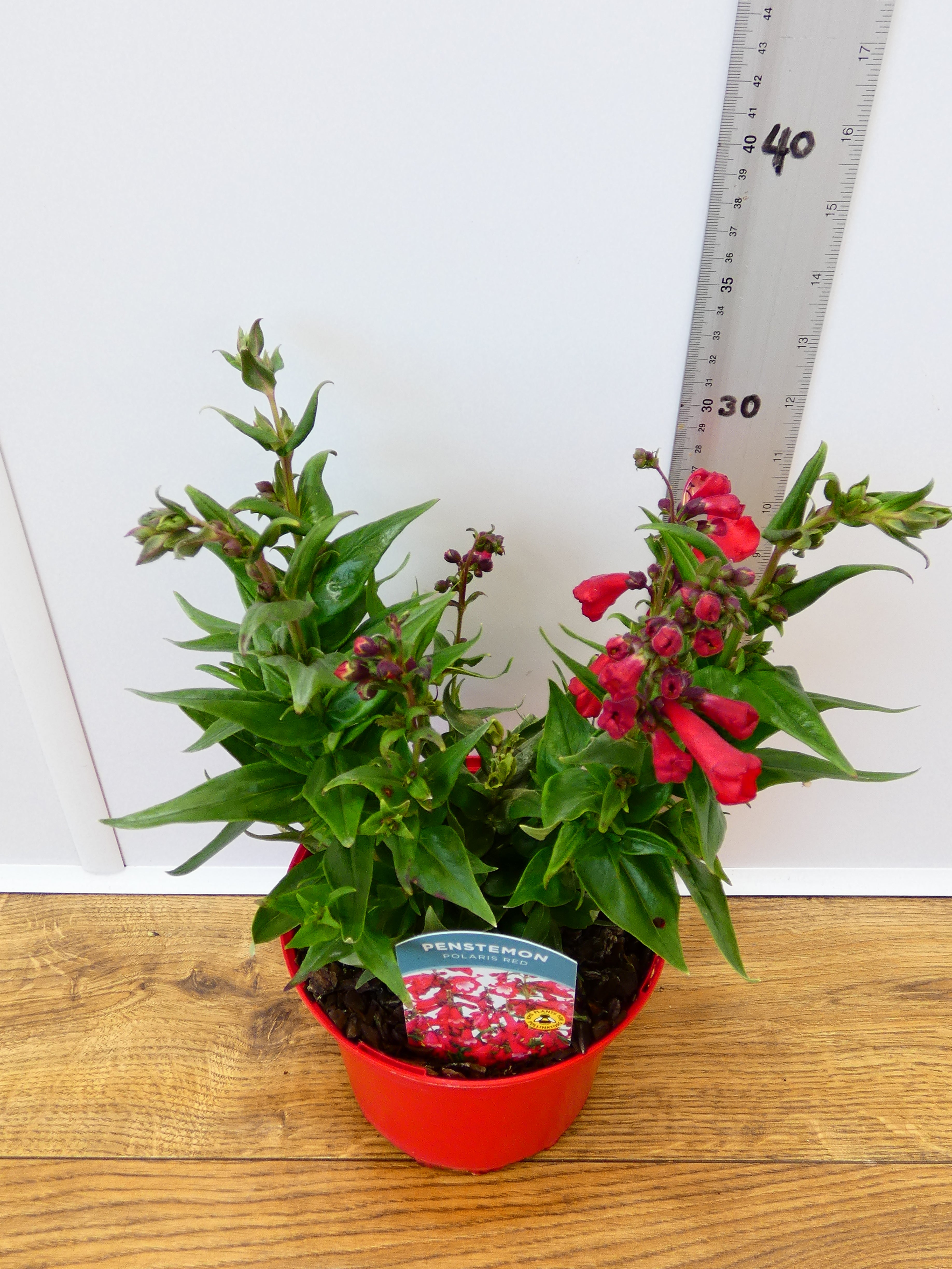 Penstemon Polaris 'Red' (2ltr)
