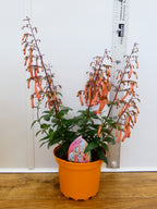 Phygelius Funfare 'Orange' (2ltr)