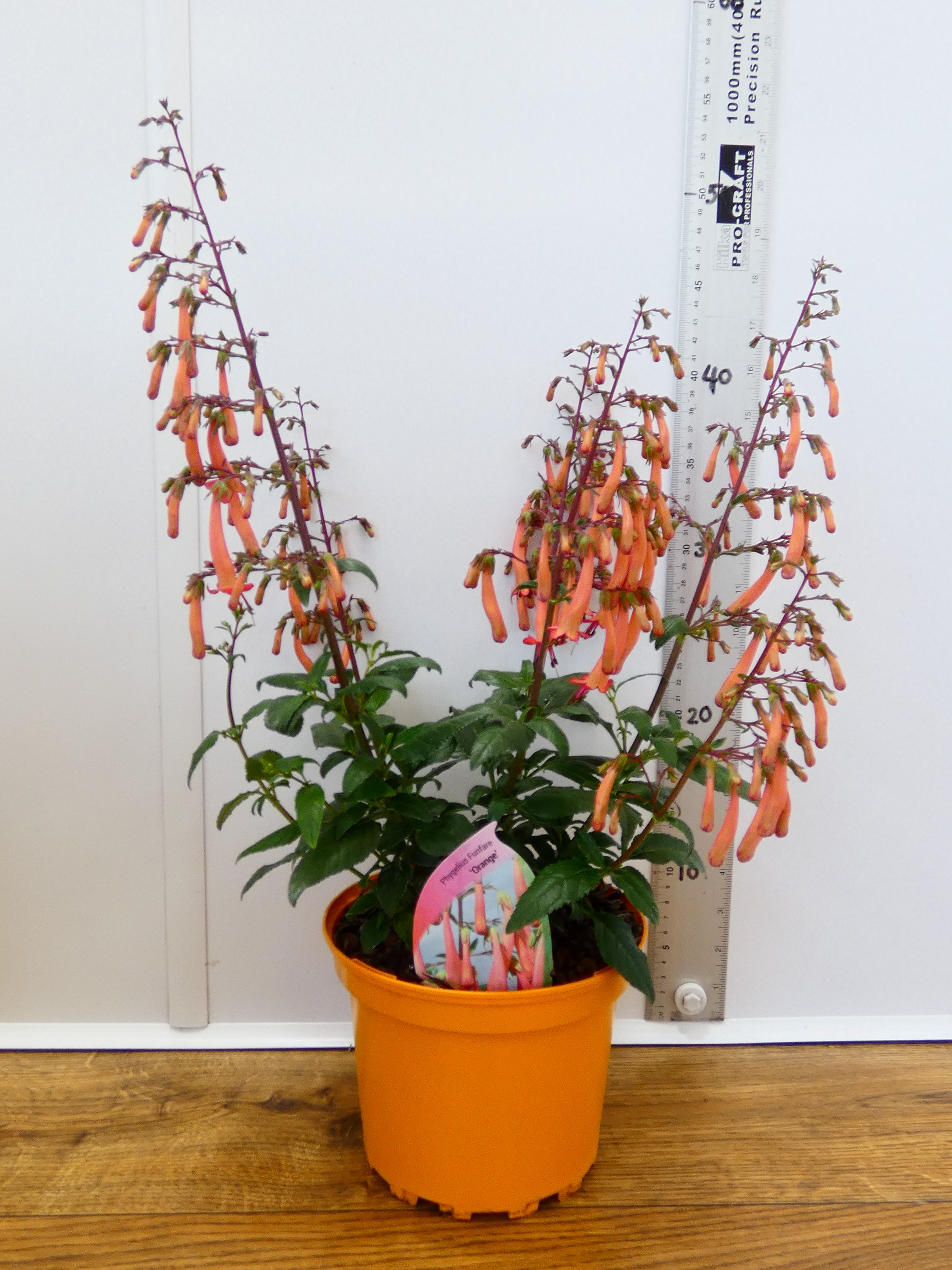 Phygelius Funfare 'Orange' (2ltr)