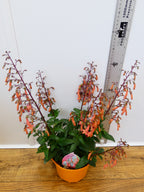 Phygelius Funfare 'Orange' (2ltr)