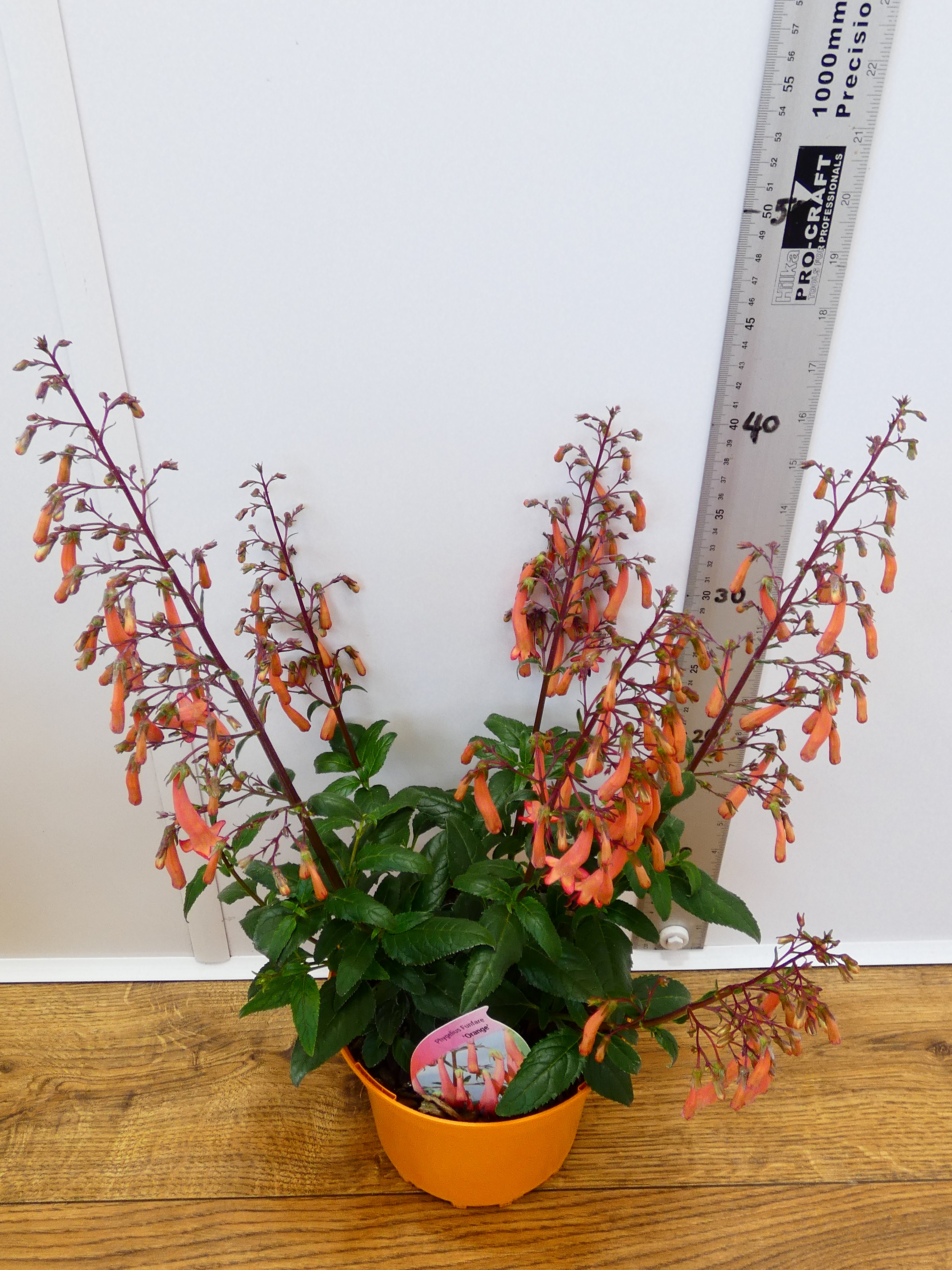 Phygelius Funfare 'Orange' (2ltr)