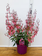 Phygelius 'Devils Tears' (2ltr)