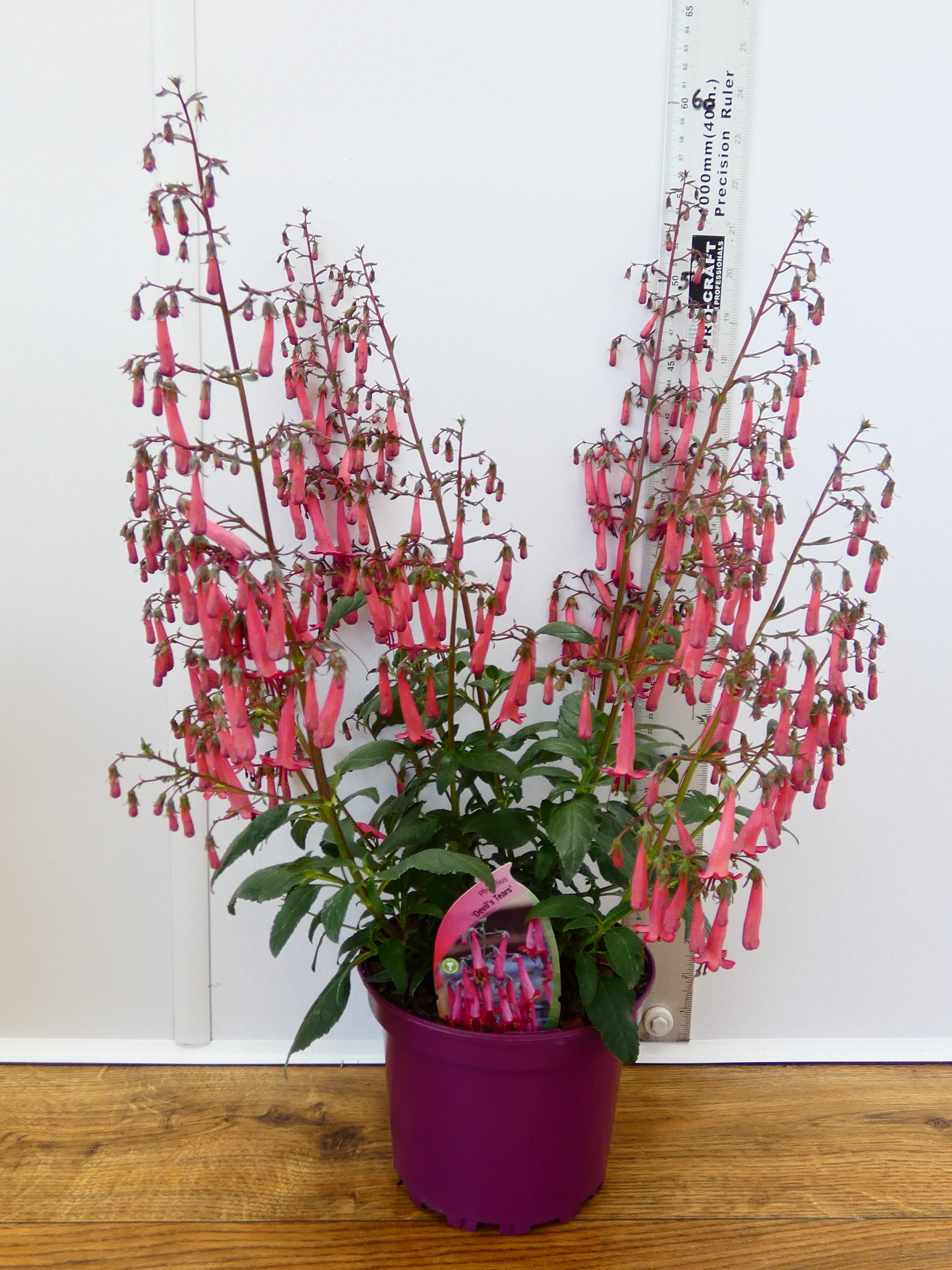 Phygelius 'Devils Tears' (2ltr)