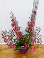 Phygelius 'Devils Tears' (2ltr)