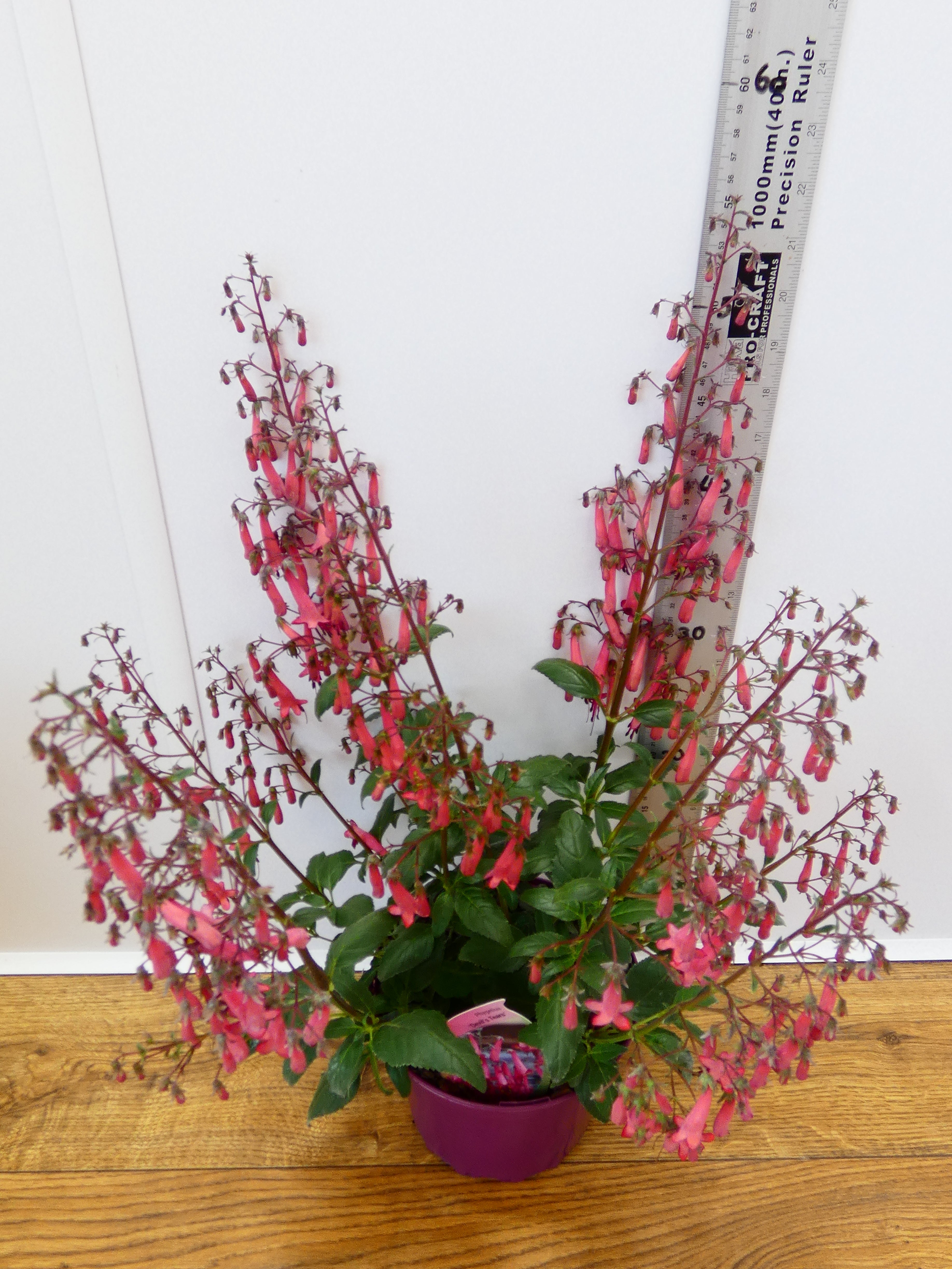 Phygelius 'Devils Tears' (2ltr)