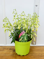 Phygelius Funfare 'Cream' (2ltr)