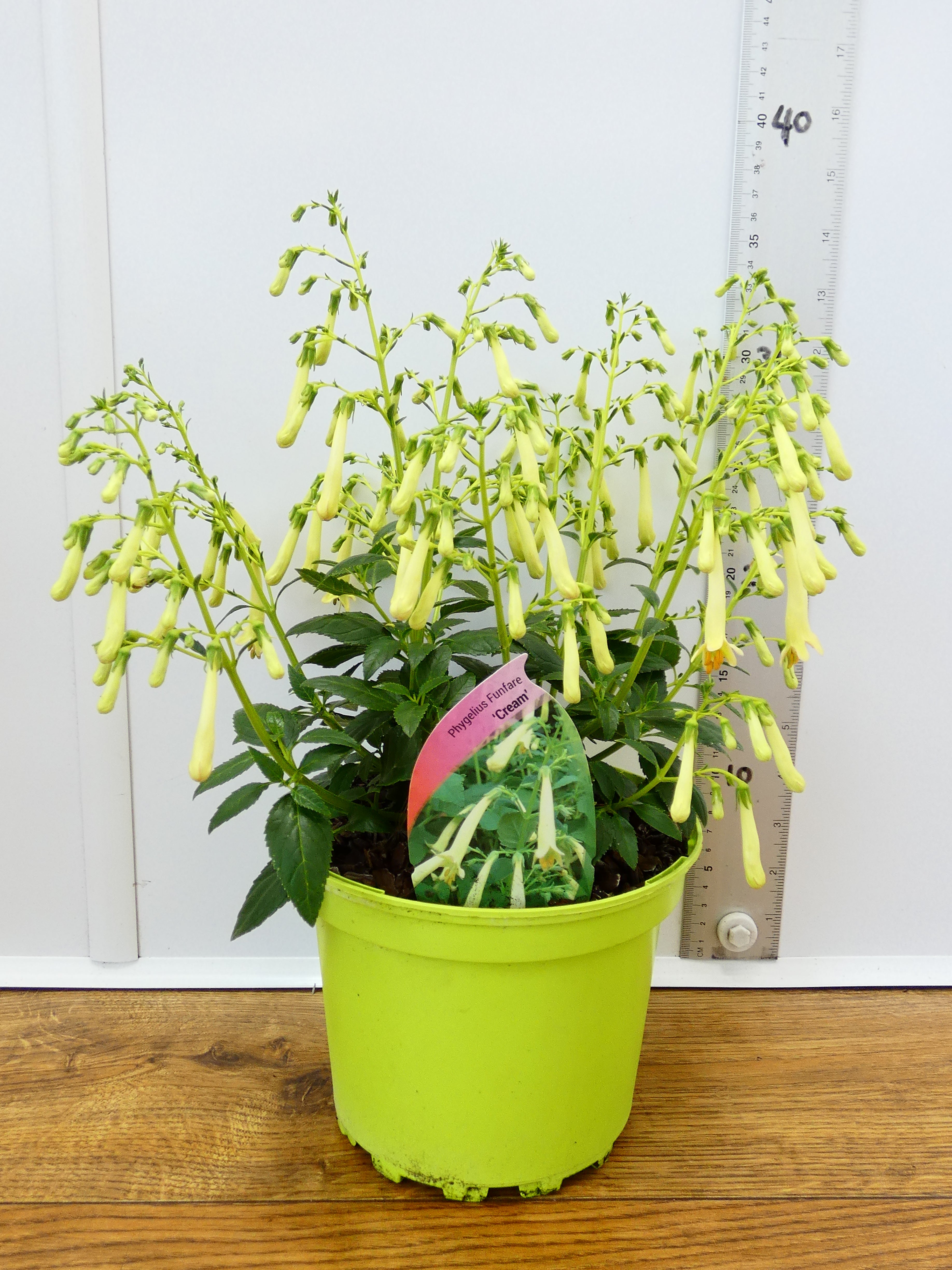 Phygelius Funfare 'Cream' (2ltr)