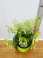 Phygelius Funfare 'Cream' (2ltr)