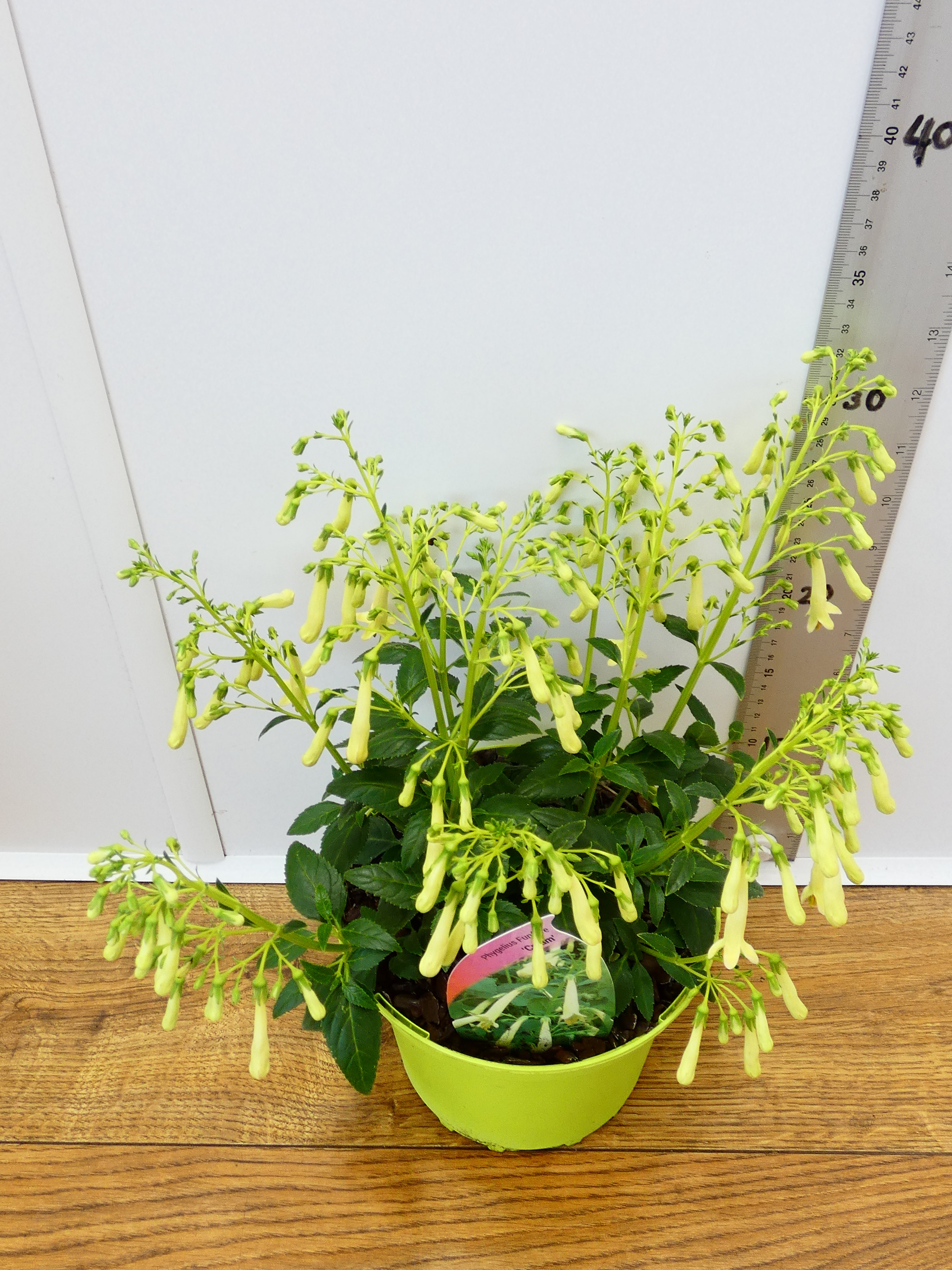 Phygelius Funfare 'Cream' (2ltr)