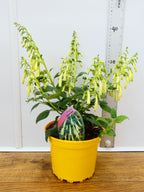 Phygelius 'Moonraker' (2ltr)