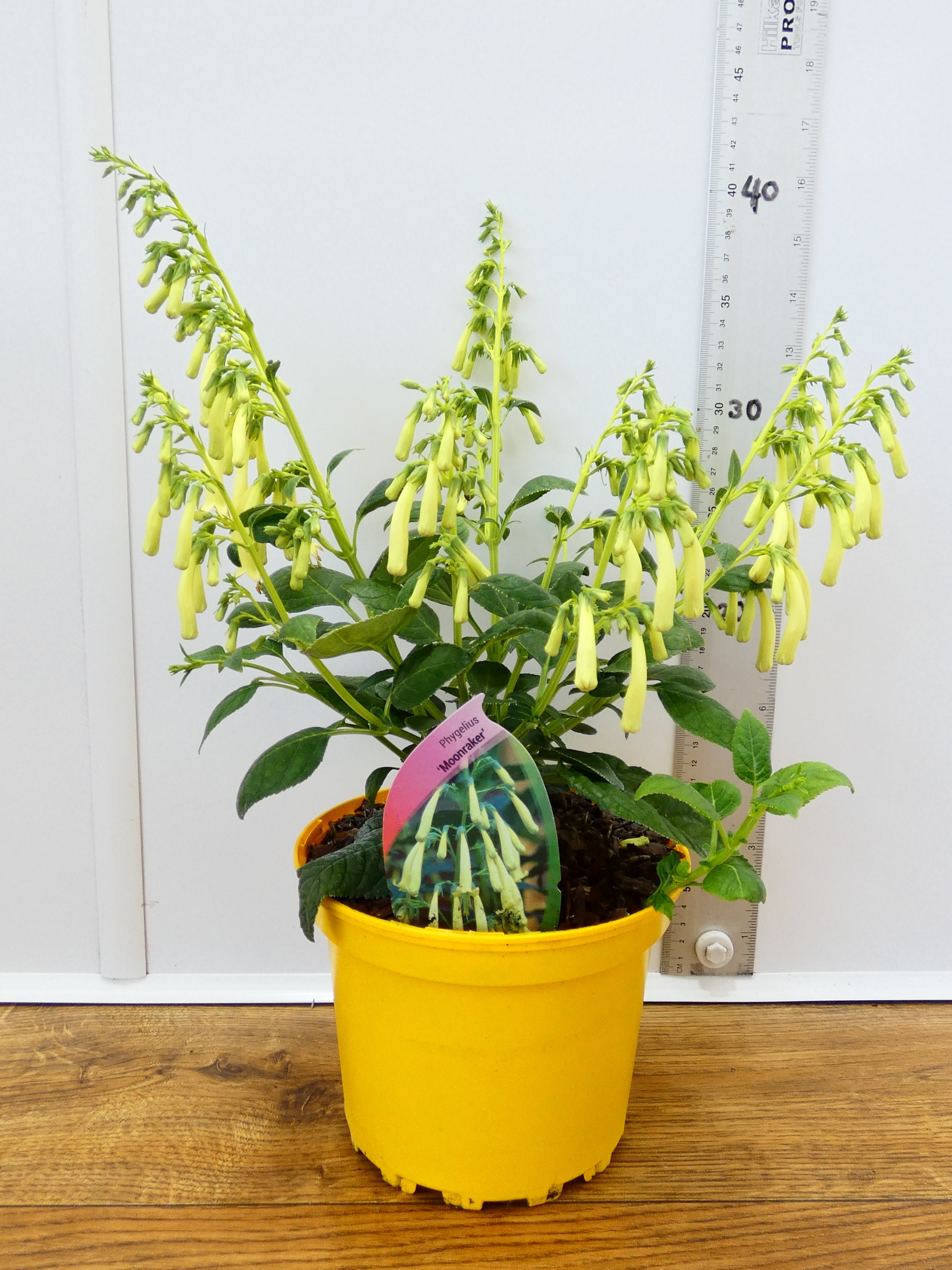 Phygelius 'Moonraker' (2ltr)