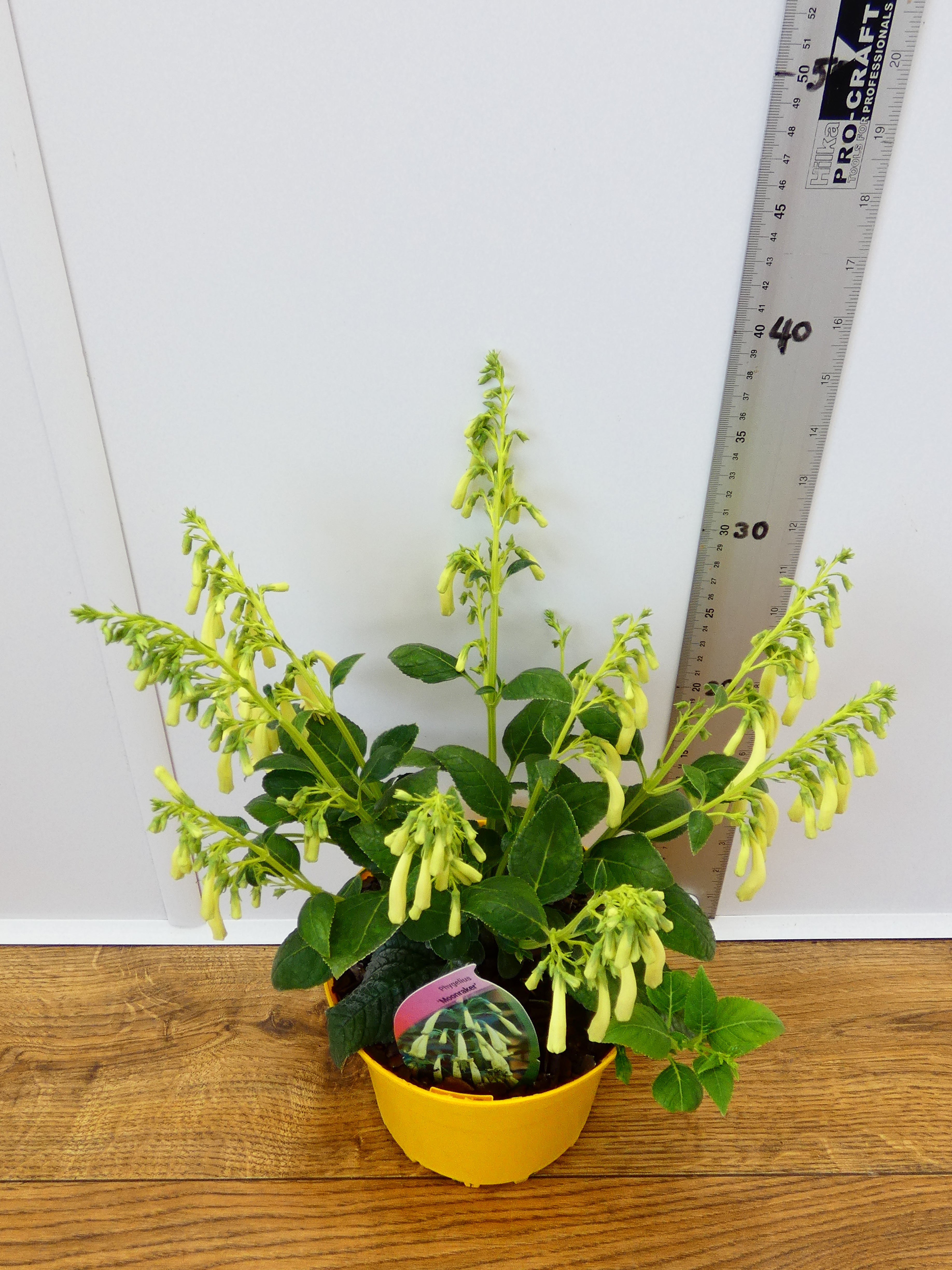 Phygelius 'Moonraker' (2ltr)