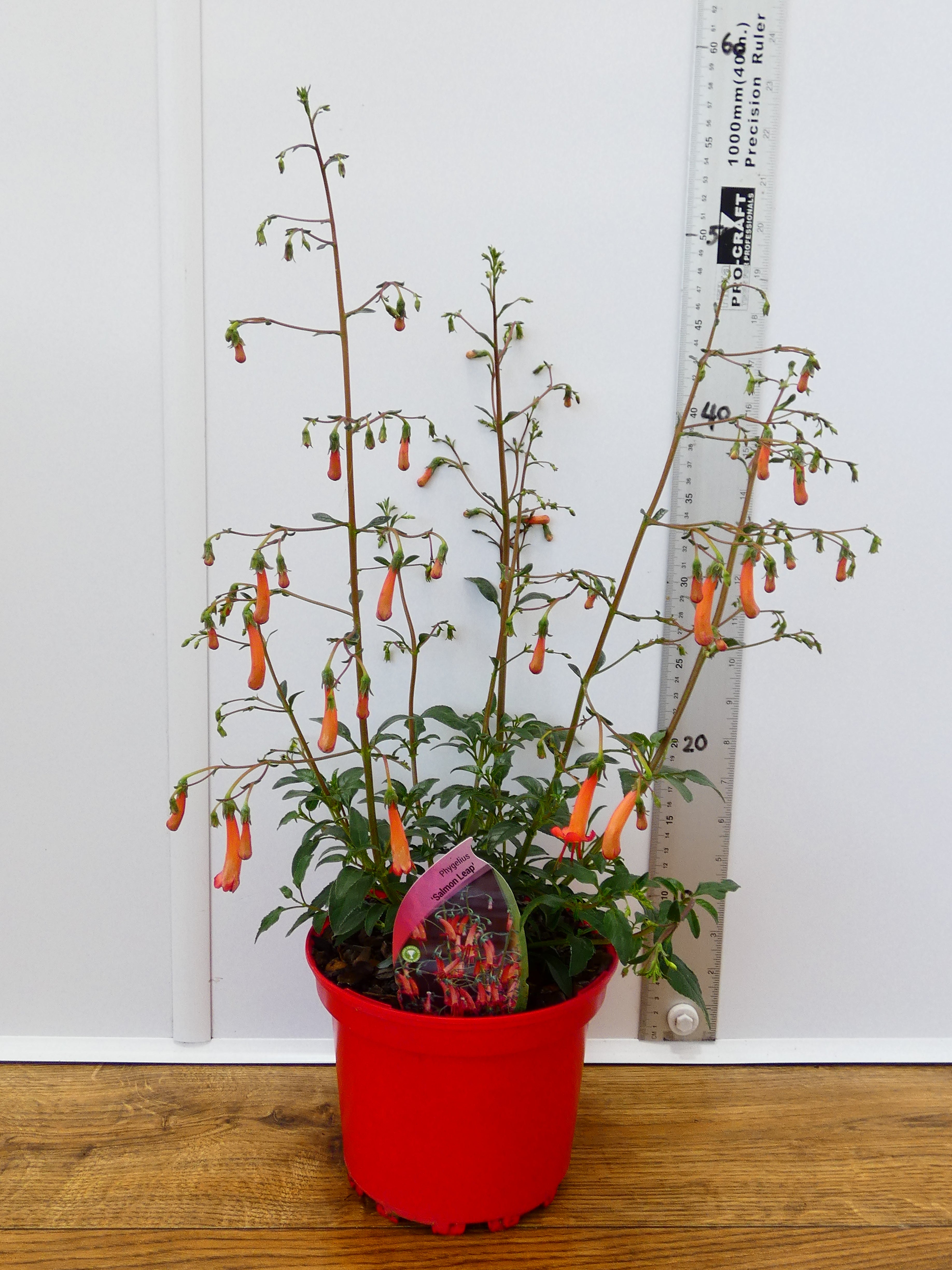 Phygelius 'Salmon Leap' (2ltr)