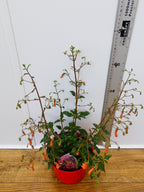 Phygelius 'Salmon Leap' (2ltr)